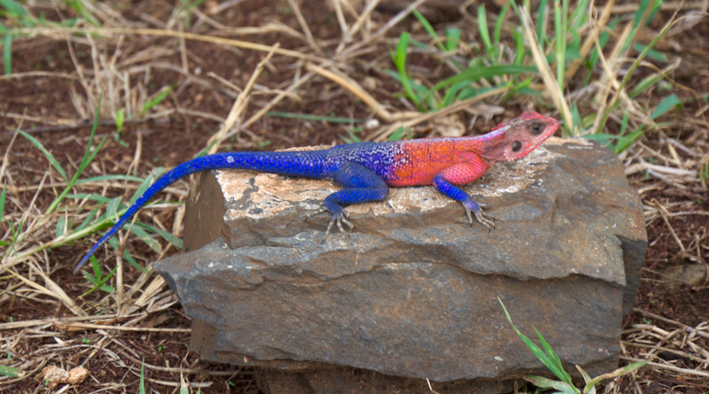 Lizard