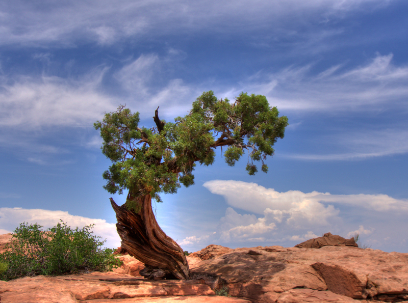LonelyTree