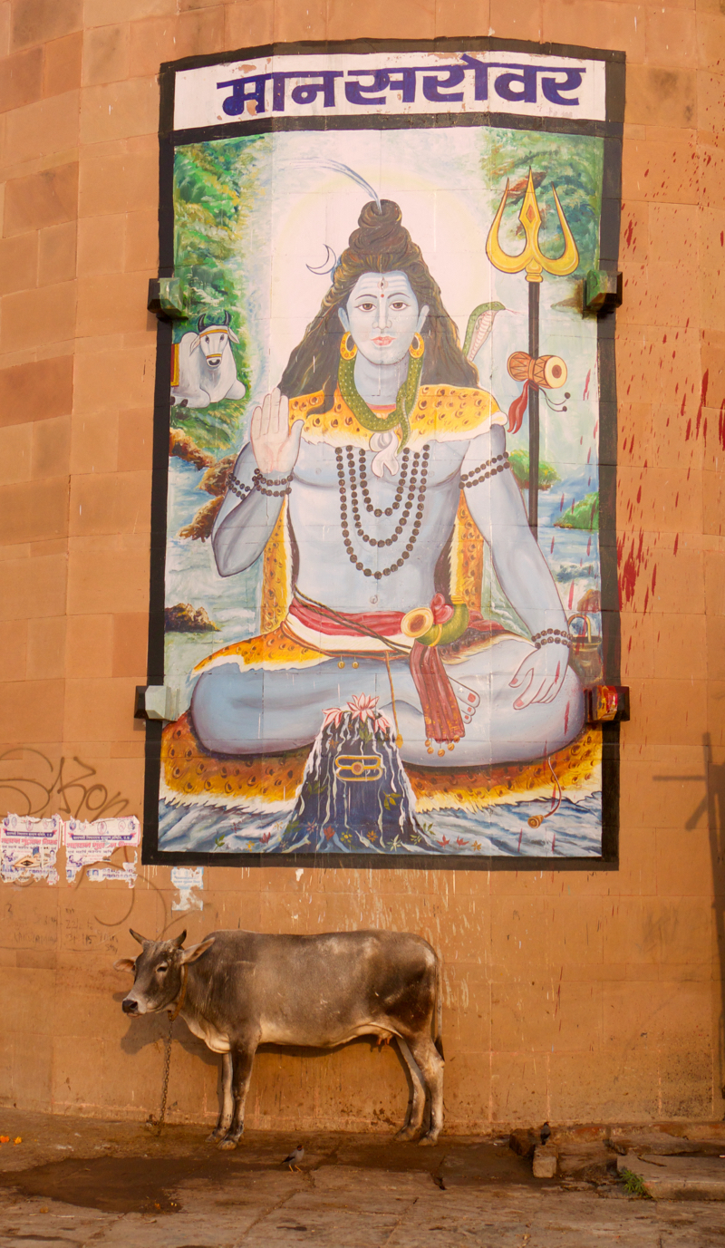 LordShivasCow