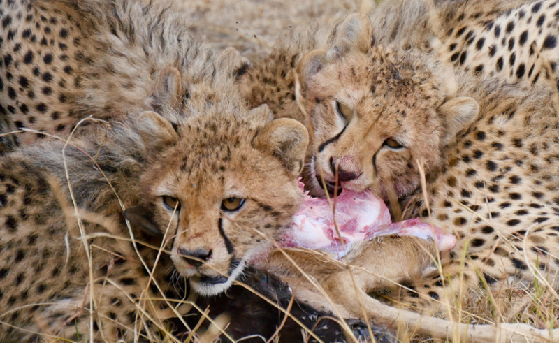 MaraFeedingCheetahs