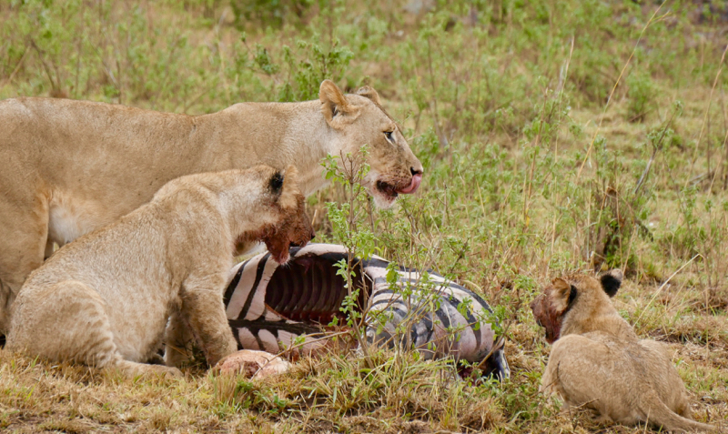 MaraFeedingLions
