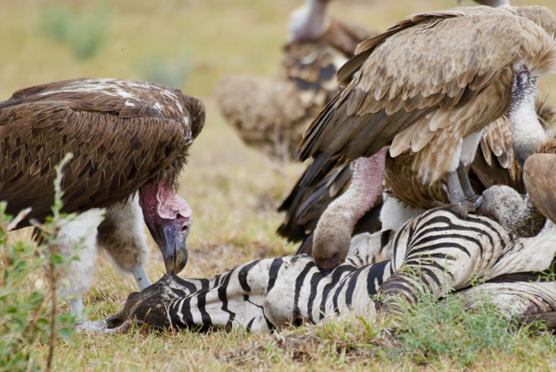 MaraFeedingVultures