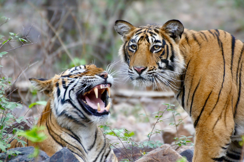 MomAndCub
