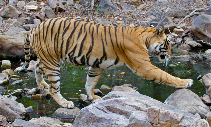 MomaTiger
