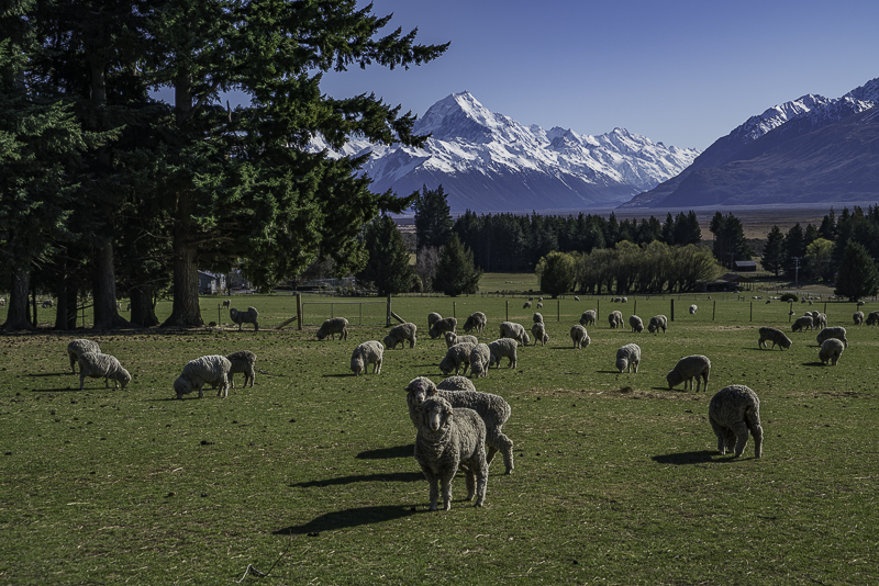 MountCook-21