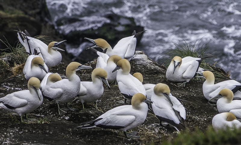 Muriwai-20