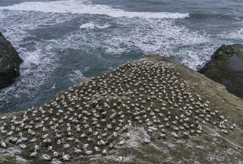 Muriwai-32