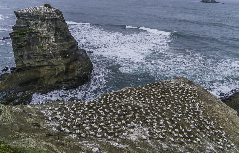 Muriwai-43