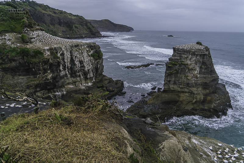 Muriwai-46