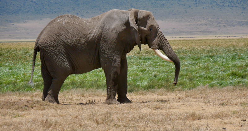 NgoroElephant