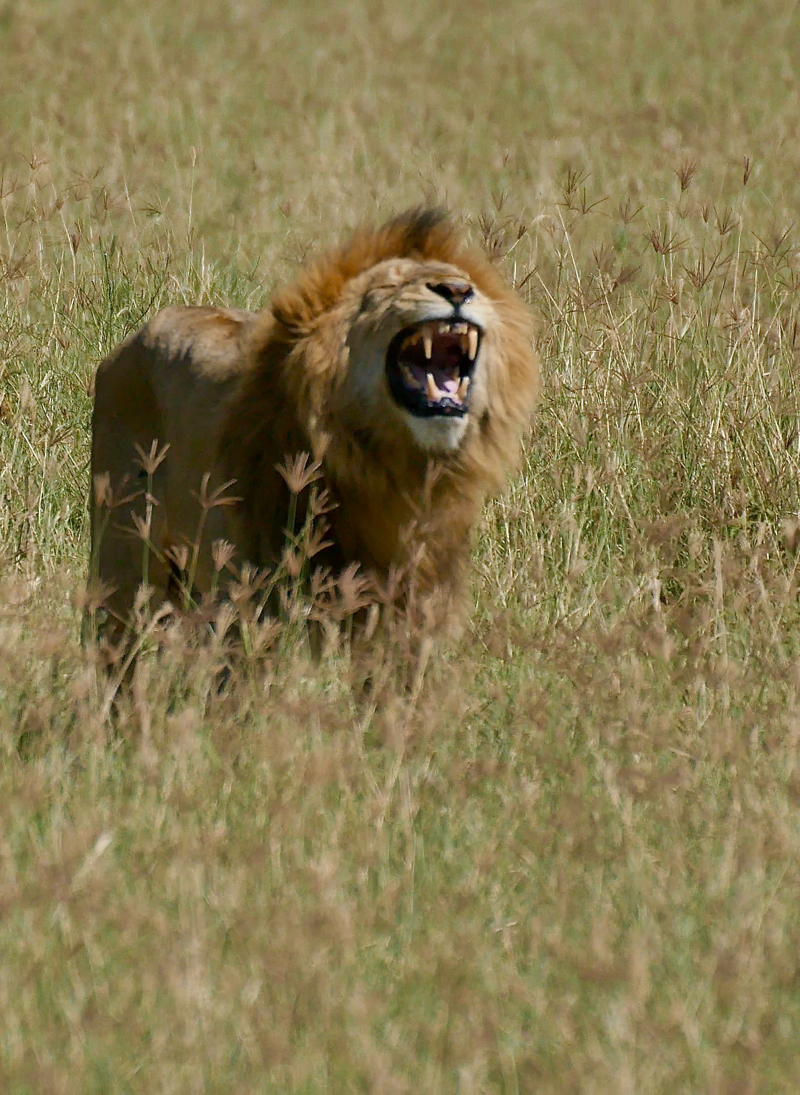 NgoroLion