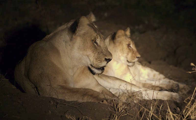 NightLions