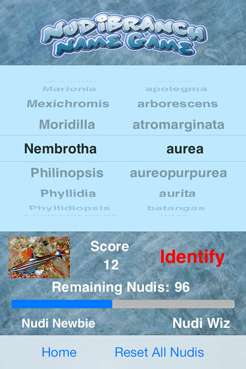 NudibranchsNS4