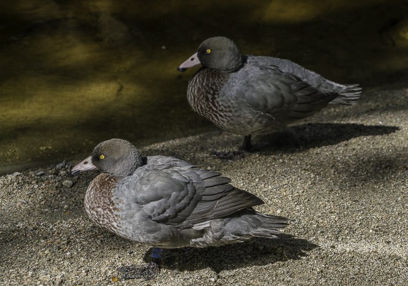 Oparara-105