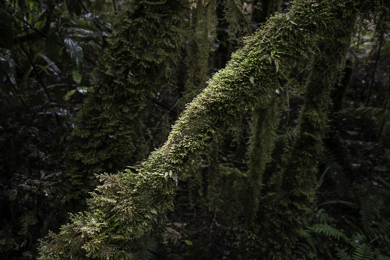 Oparara-5