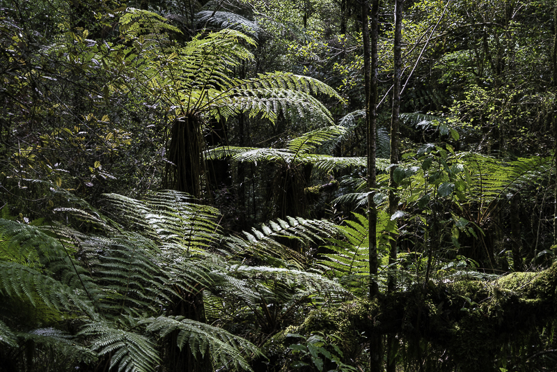 Oparara-67