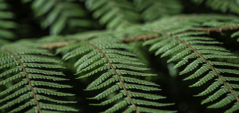 Oparara-80
