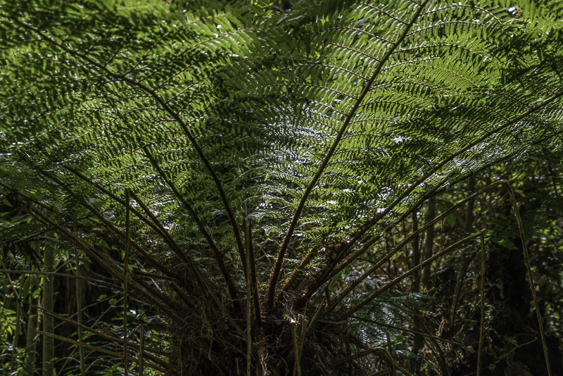 Oparara-83