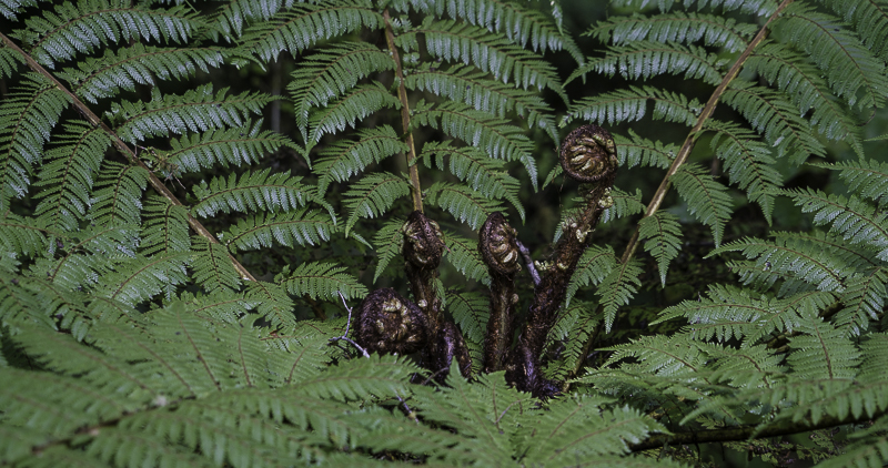 Oparara-85