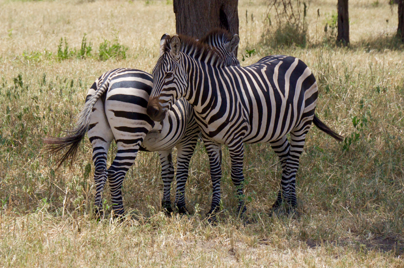 OpposableZebras