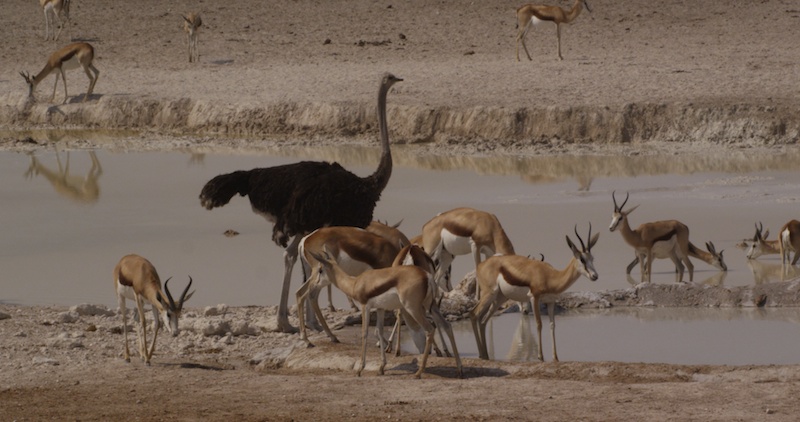Ostrich at waterhole
