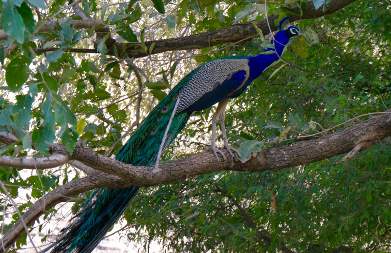 Peacock