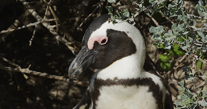 PengCU