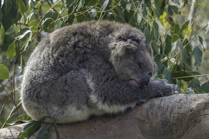 PhillipIsland-15