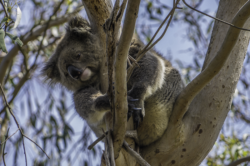 PhillipIsland-33