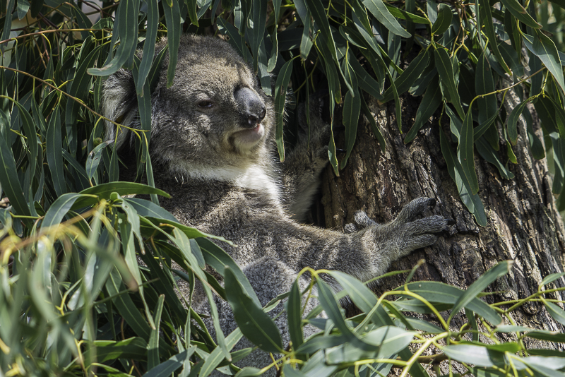 PhillipIsland-40