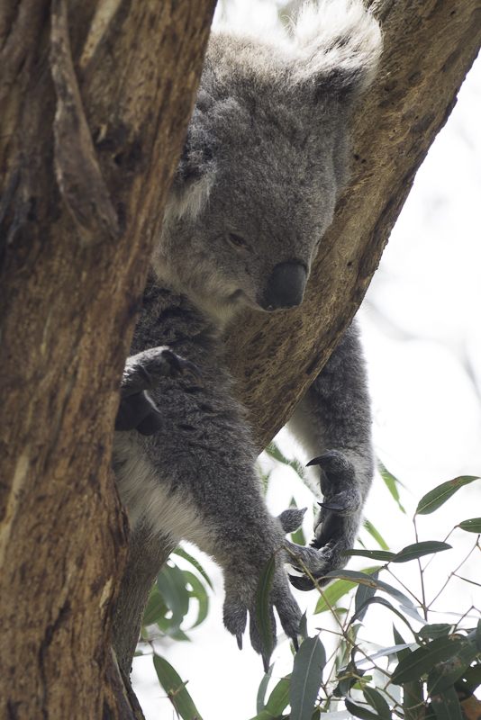 PhillipIsland-45