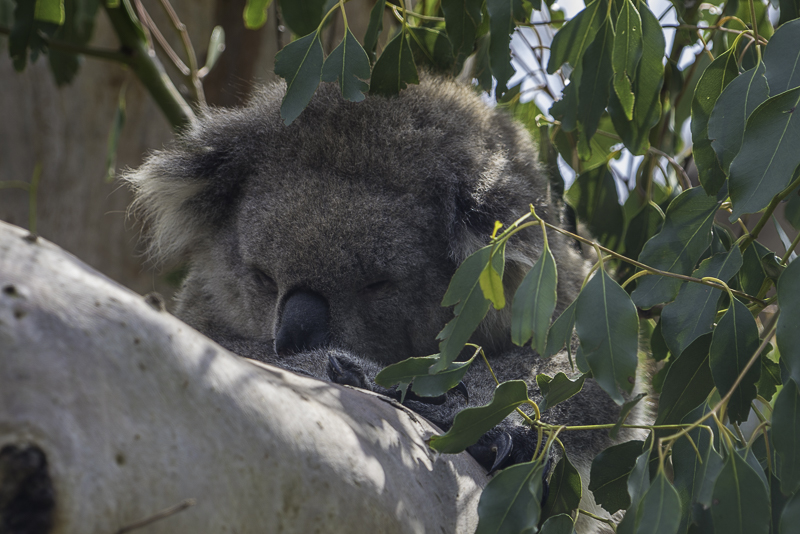 PhillipIsland-7