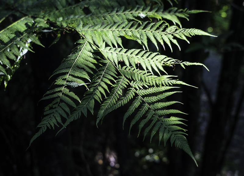 Puketi Forest-1