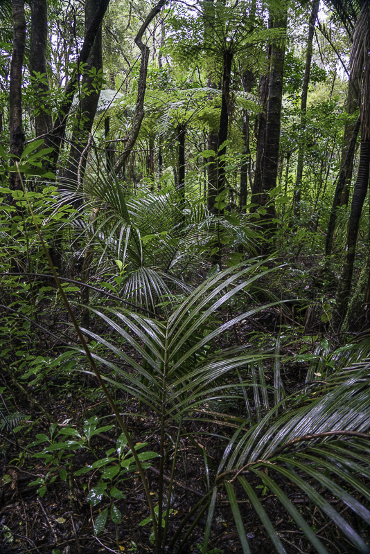 Puketi Forest-11