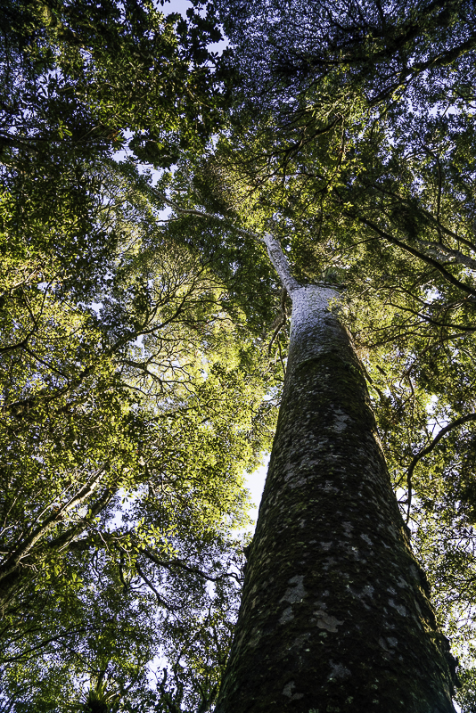 Puketi Forest-40
