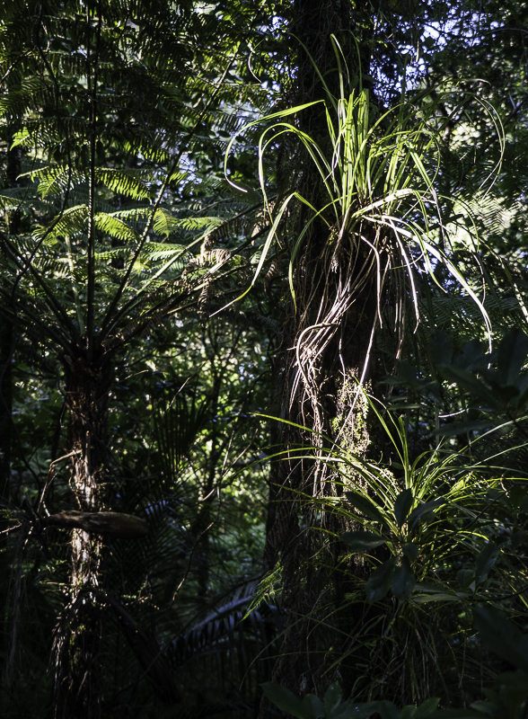 Puketi Forest-44