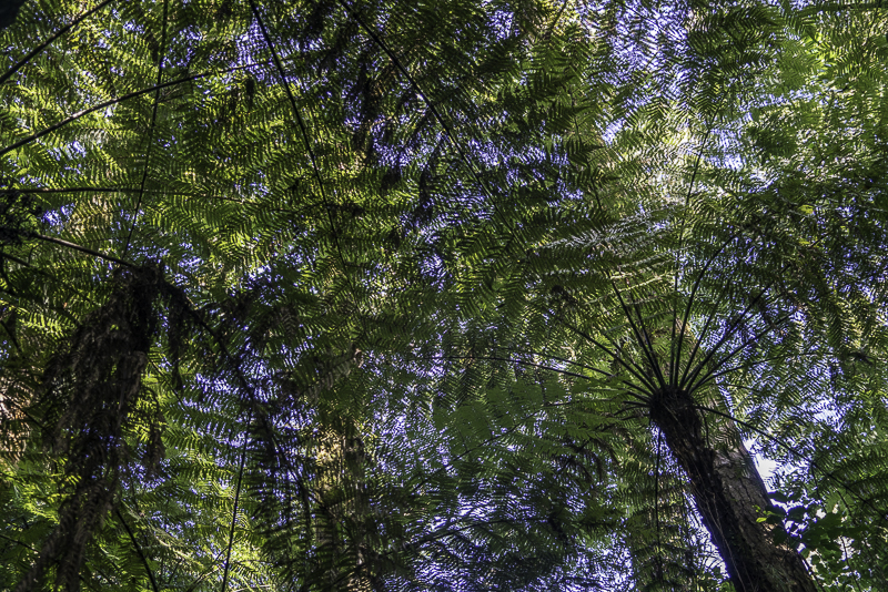 Puketi Forest-57