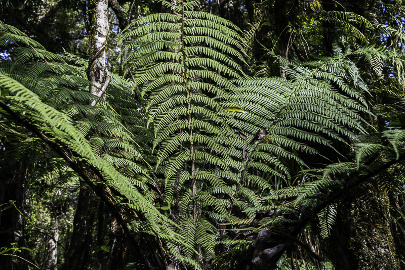 Puketi Forest-84