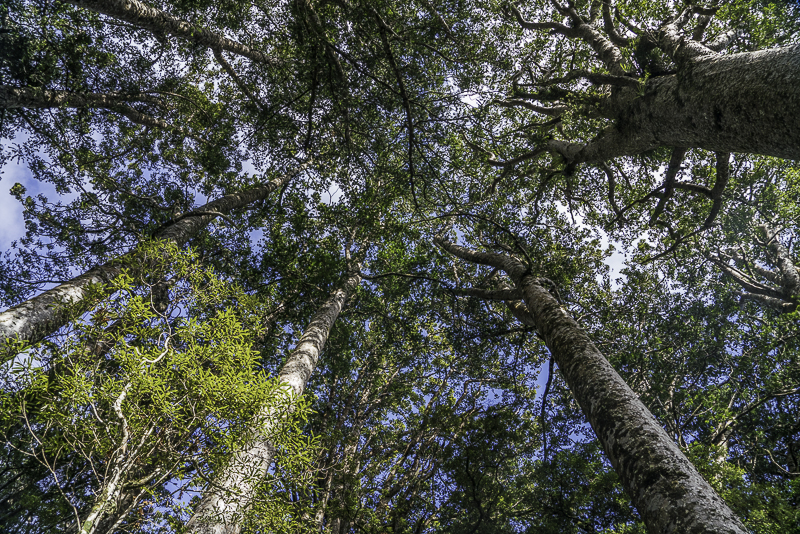 Puketi Forest-90