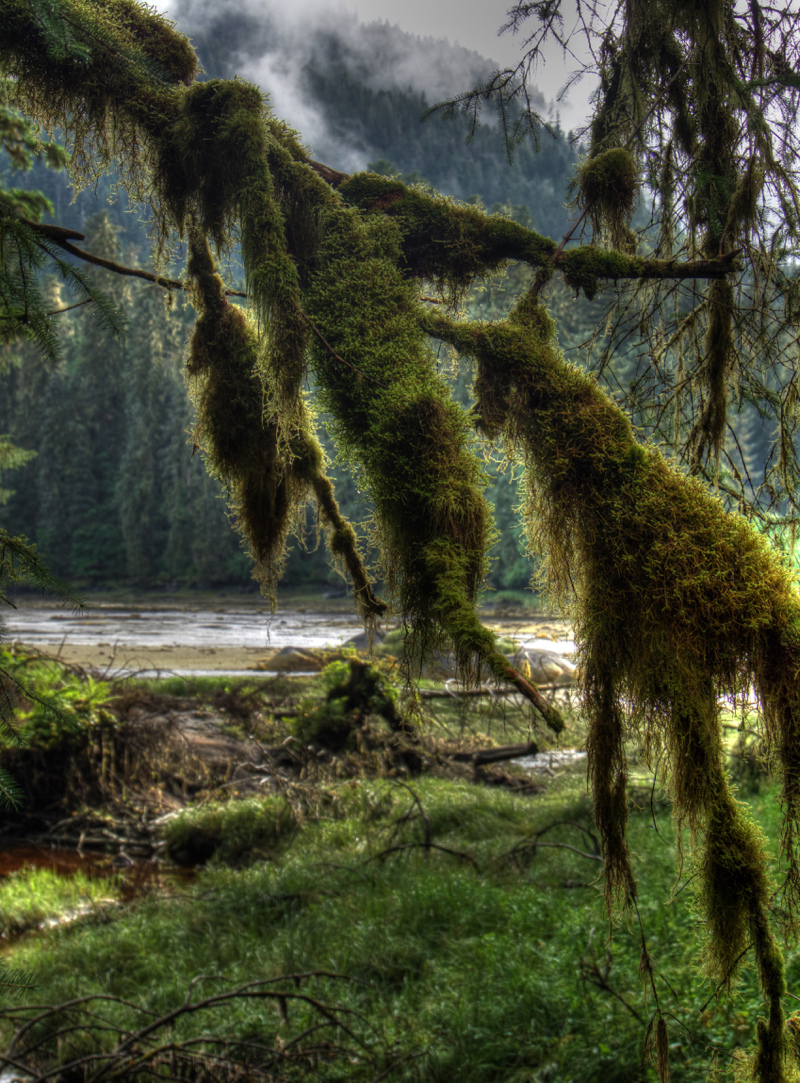 Rainforest