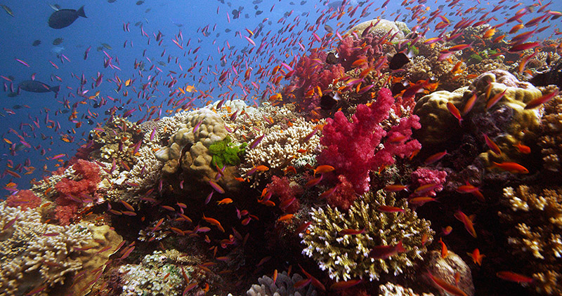 Reef