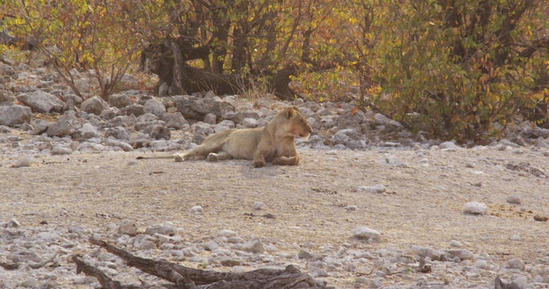 Resting lioness