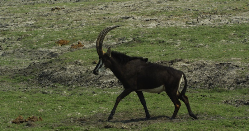 Sable