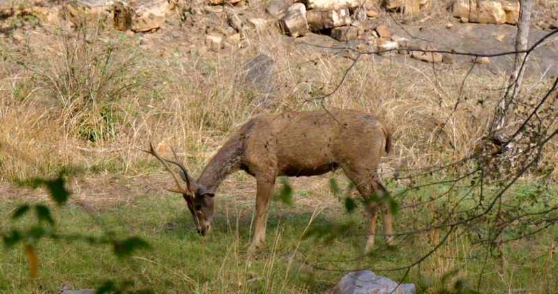 SambarDeer