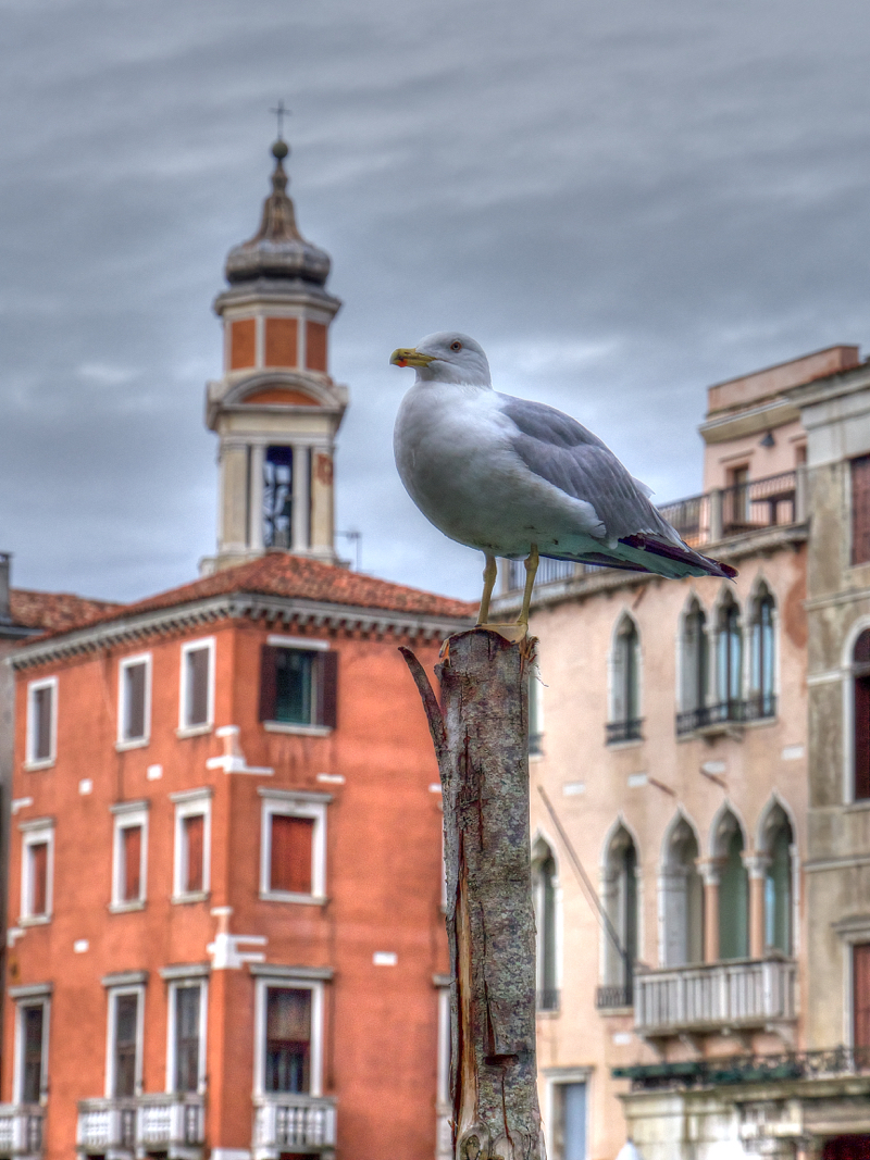 SeaGull