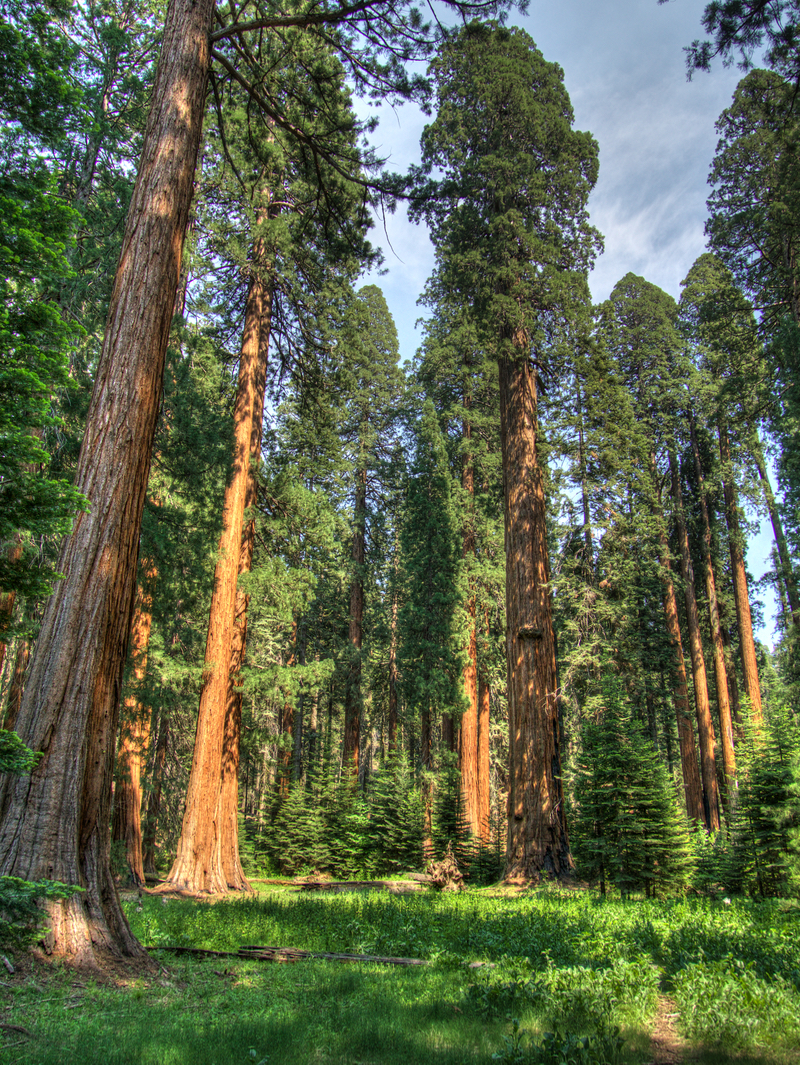 SequoiaGrove