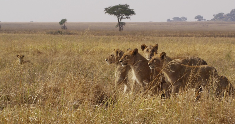 Serengeti Lions