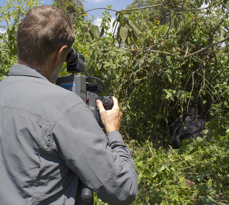 Shooting Gorillas