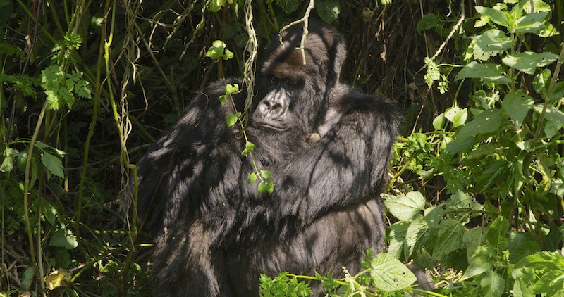 Silverback