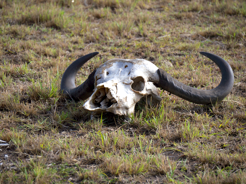Skull